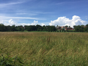 Campo aberto com vegetação alta, árvores ao fundo e prédios distantes sob céu azul com nuvens.